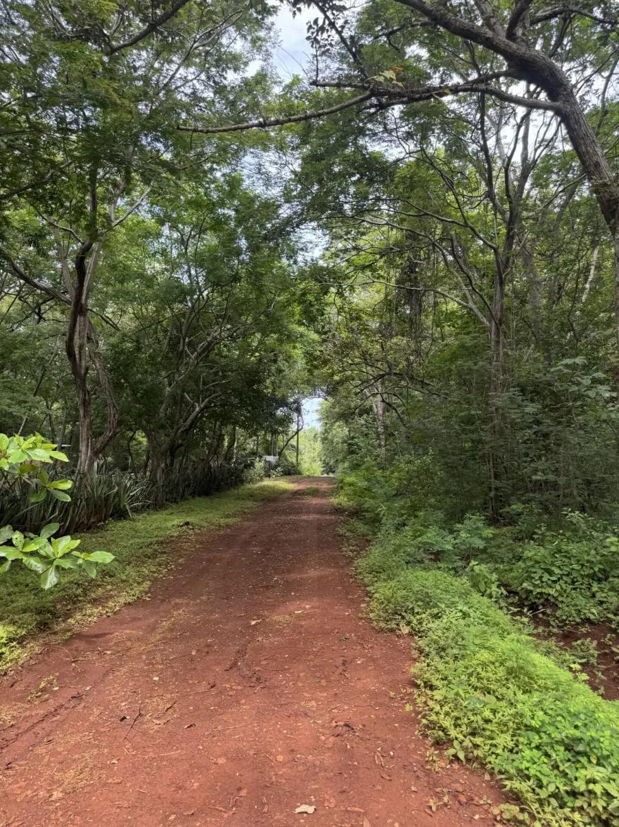 Level green lot bordered by trees near Playa Junquillal