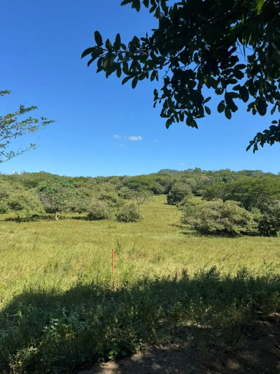 Open meadow framed by tropical trees at Shambala Estates, Playa Avellanas