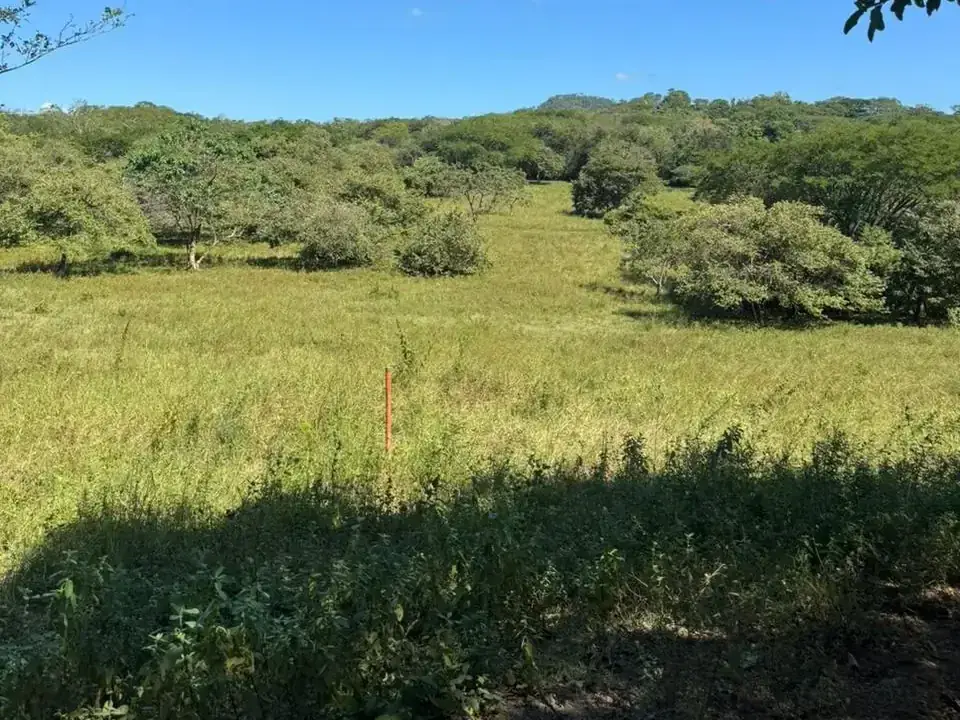 Open meadow framed by tropical trees at Shambala Estates, Playa Avellanas